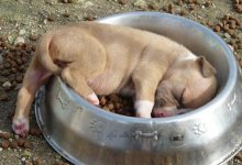 XX-Puppies-That-Can-Sleep-Anywhere-1__605.jpg