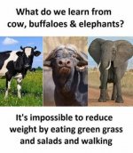 eat grass and gain weight.jpg