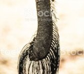 elephant tail 2.jpg