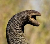 elephant-the-trunk 2.jpg