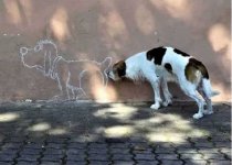 dog sniff.jpg