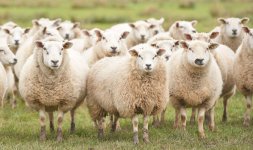 sheep.jpg