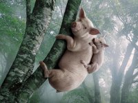 koalas-pigs-trees-1024x768-wallpaper.jpg