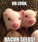 Bacon Seeds.jpg
