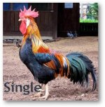 Men Single.jpg