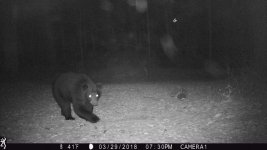BEAR.jpg