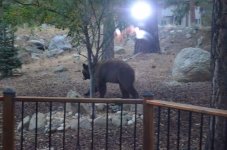 Bear at the porch.jpg