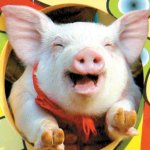 Smiling Pig.jpg