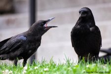 crow_begging.jpg