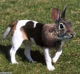 rabdog.jpg