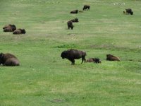 Custer State Park 003.jpg