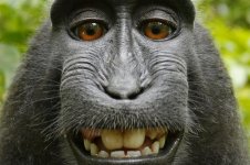 Simian Self-Portrait.jpg