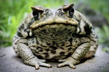 toad.jpg