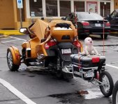 Goldie-SherpaX.jpg