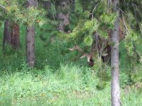 Deadwood Rally 029.jpg Deadwood Rally 029.jpg