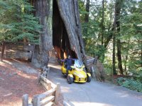 Redwood road trip 020.jpg