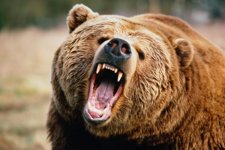 Angry-Bear.jpg