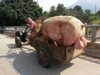 Huge Hog.jpg