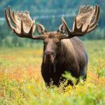powerful-pictures-of-a-moose-scrapper-youtube.jpg