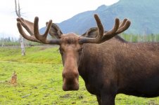 moose-face.jpg