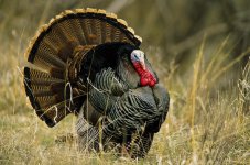 WildTurkey_FeaturedPhoto.jpg