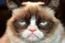 Grumpy-cat.jpg