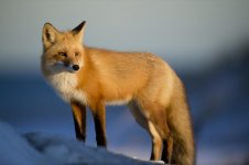 A fox.jpg