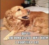 Adopted Cat.jpg