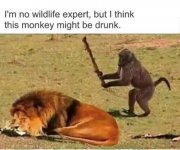 Drunk Monkey.jpg