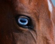horae eye1.jpg