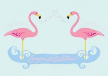 flamingo congrats.jpg