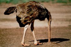ostrich.jpg