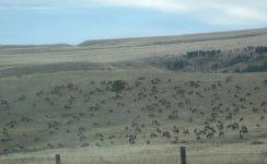 elk 10:27:18.jpg elk 10:27:18.jpg