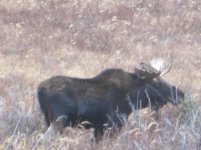 moose.jpg moose.jpg