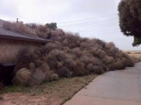 tumbleweed.jpg