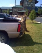 Taxidermist Truck.jpg Taxidermist Truck.jpg