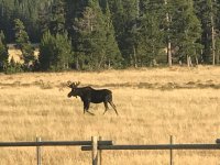 moose.jpg
