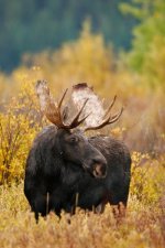 moose.jpg