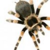 Araña805