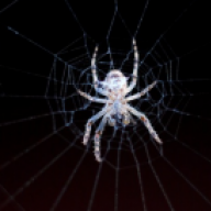 Pallidus Aranea
