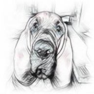 Hound