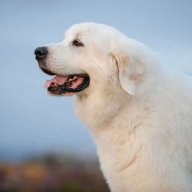 Baddog45