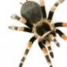 Araña805