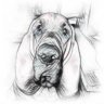 Hound