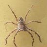 Isopedella