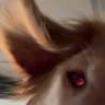 WaltzingDingo