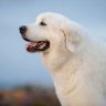 Baddog45