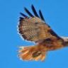 soaring hawk