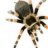 Araña805