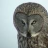 grayowl